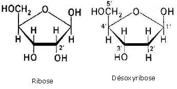 ribose et désoxyribose